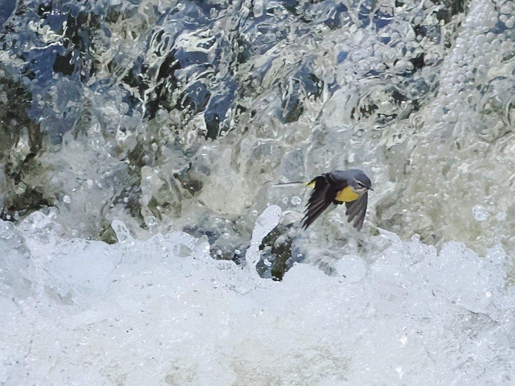 Grey Wagtail a bit close to the waterfall