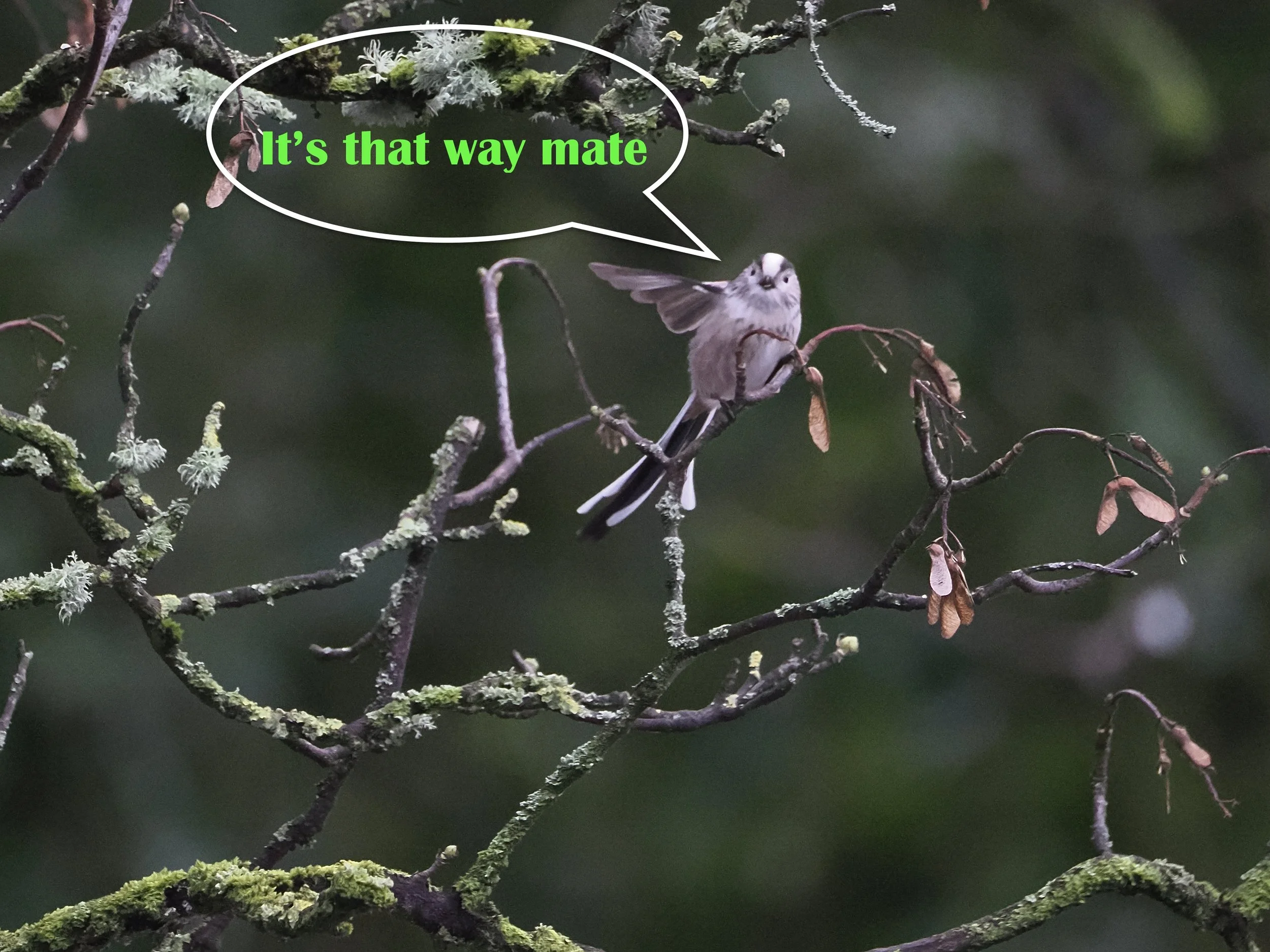 longtailed tit giving directions out loud.jpeg
