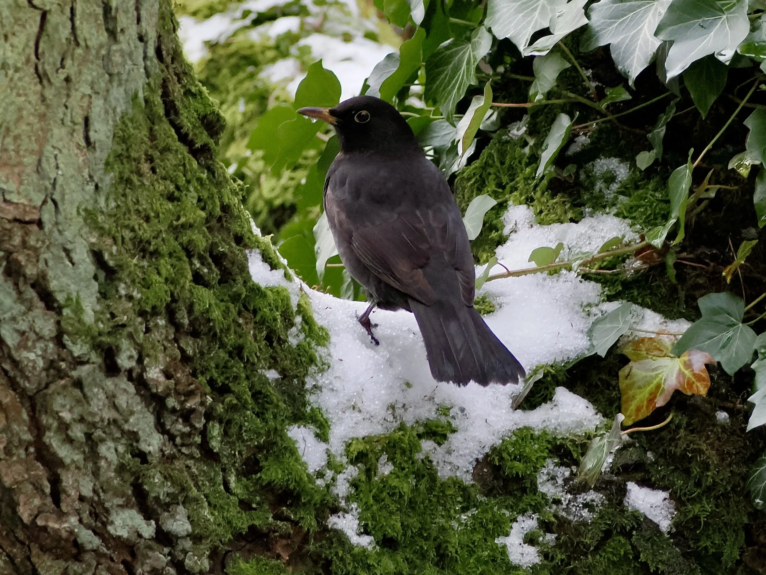 Gorgeous Blackbird, beautifully framed