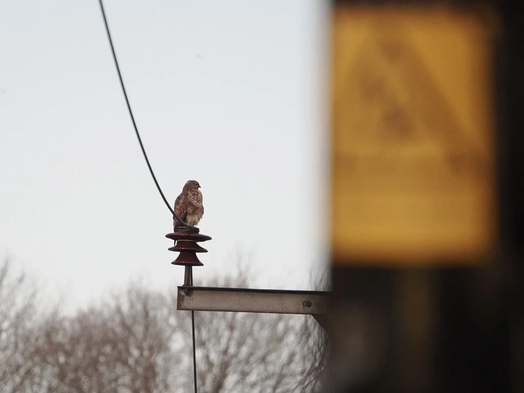 The Dangerous Buzzard