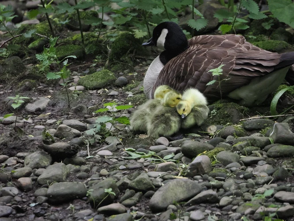 goslings.jpeg