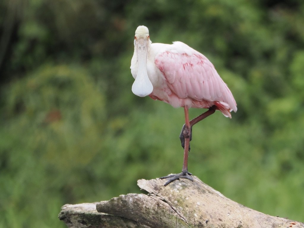 Roseate Spoonbill, Tortuguero (between downpours!)