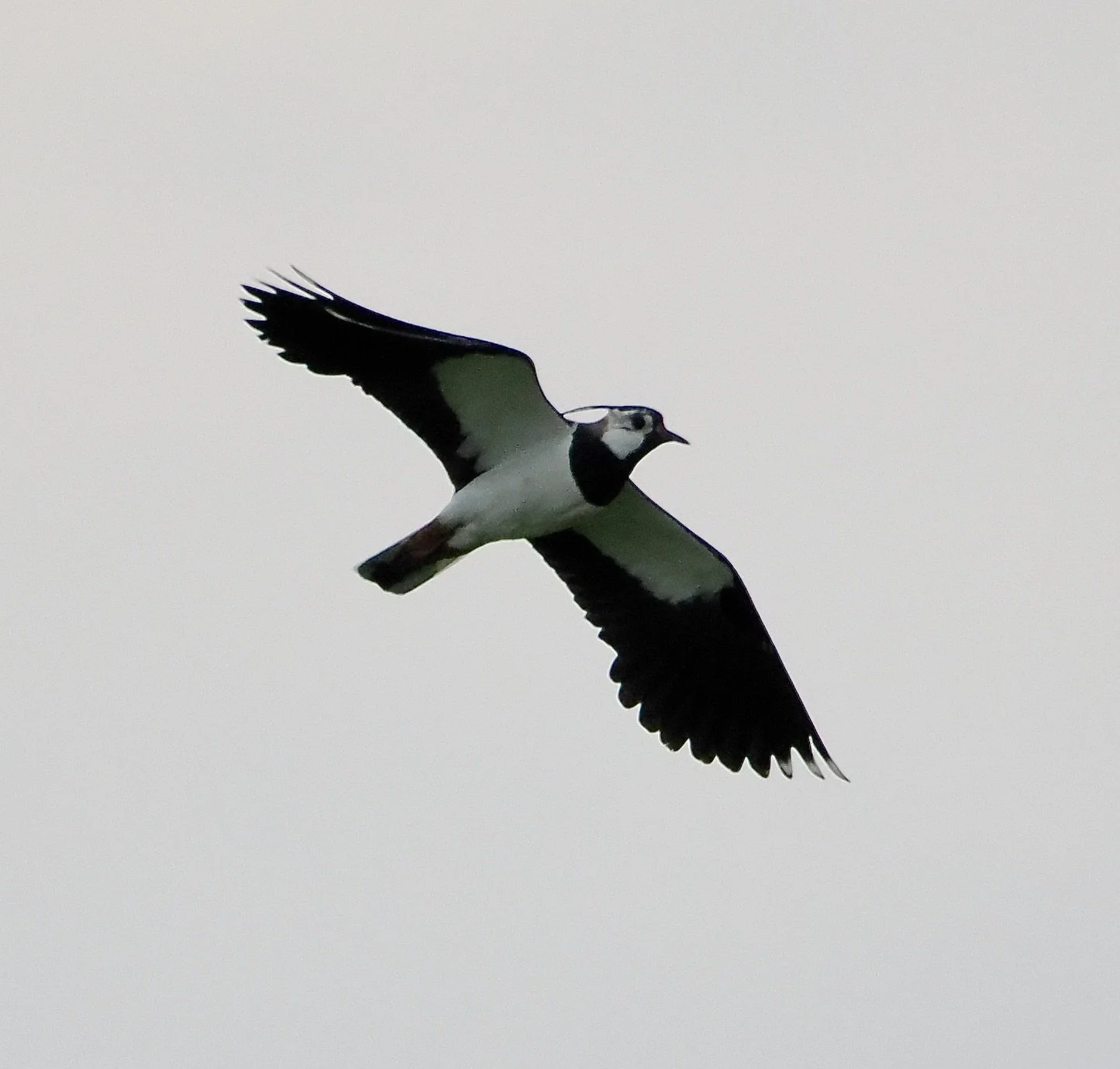 Lapwing overhead