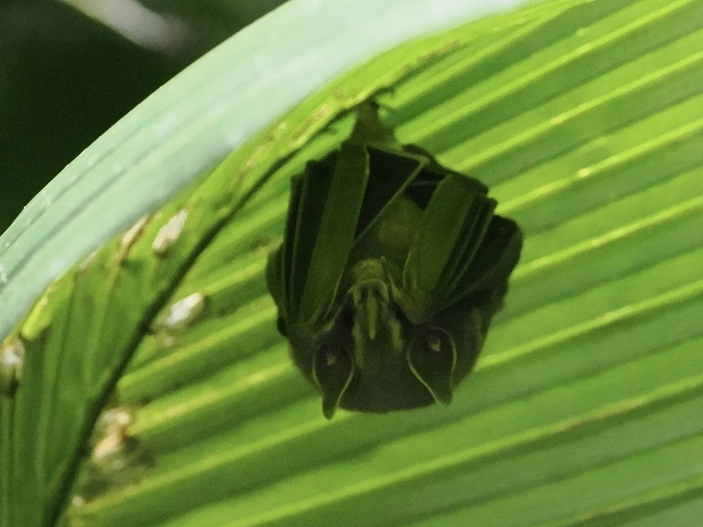 This is bat sleeping under a leaf in Manuel Antonio
