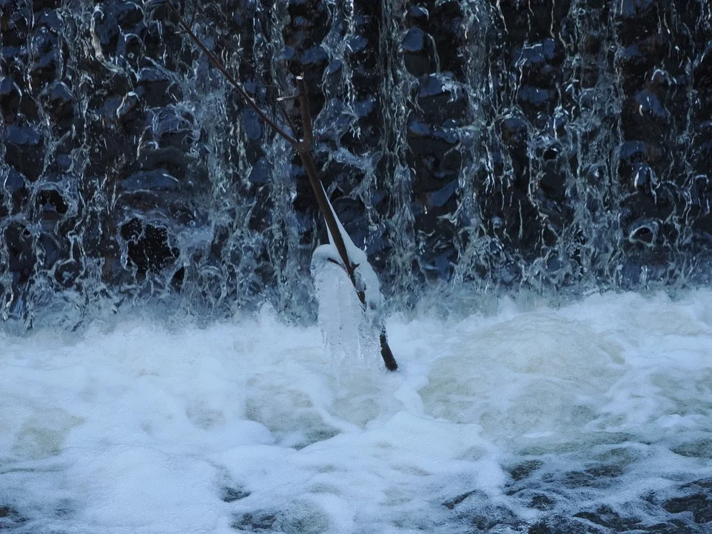 The ice on this branch built up each day