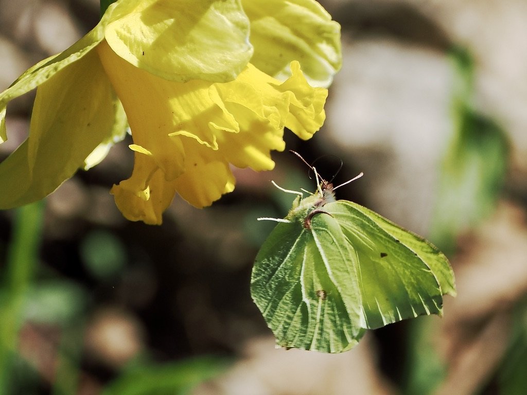 Brimstone Butterfly 17 March 2026, at The Torrs Riverside Park