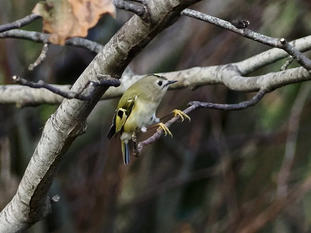 Goldcrest sitting down, playing an invisible grand piano...