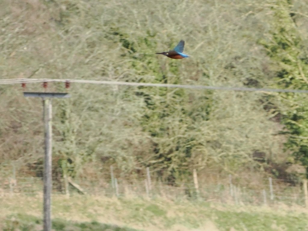 Kingfisher flying over open meadows!