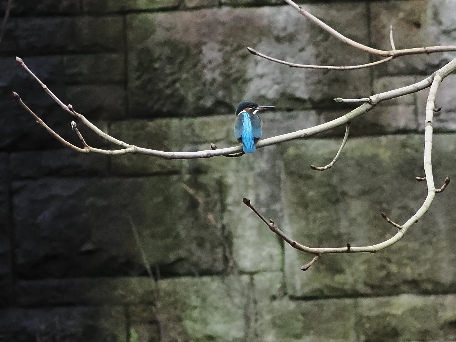 This Kingfisher was suddenly right there in front of me, I very quickly snapped the  photo and it flew off.  Not sharp, but I love the composition.