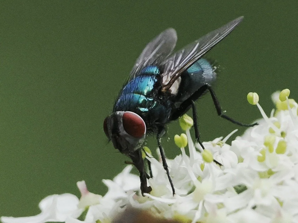 18AC2C04-1AC7-4E56-B88A-DFAC5E328C95_1_105_c.jpeg