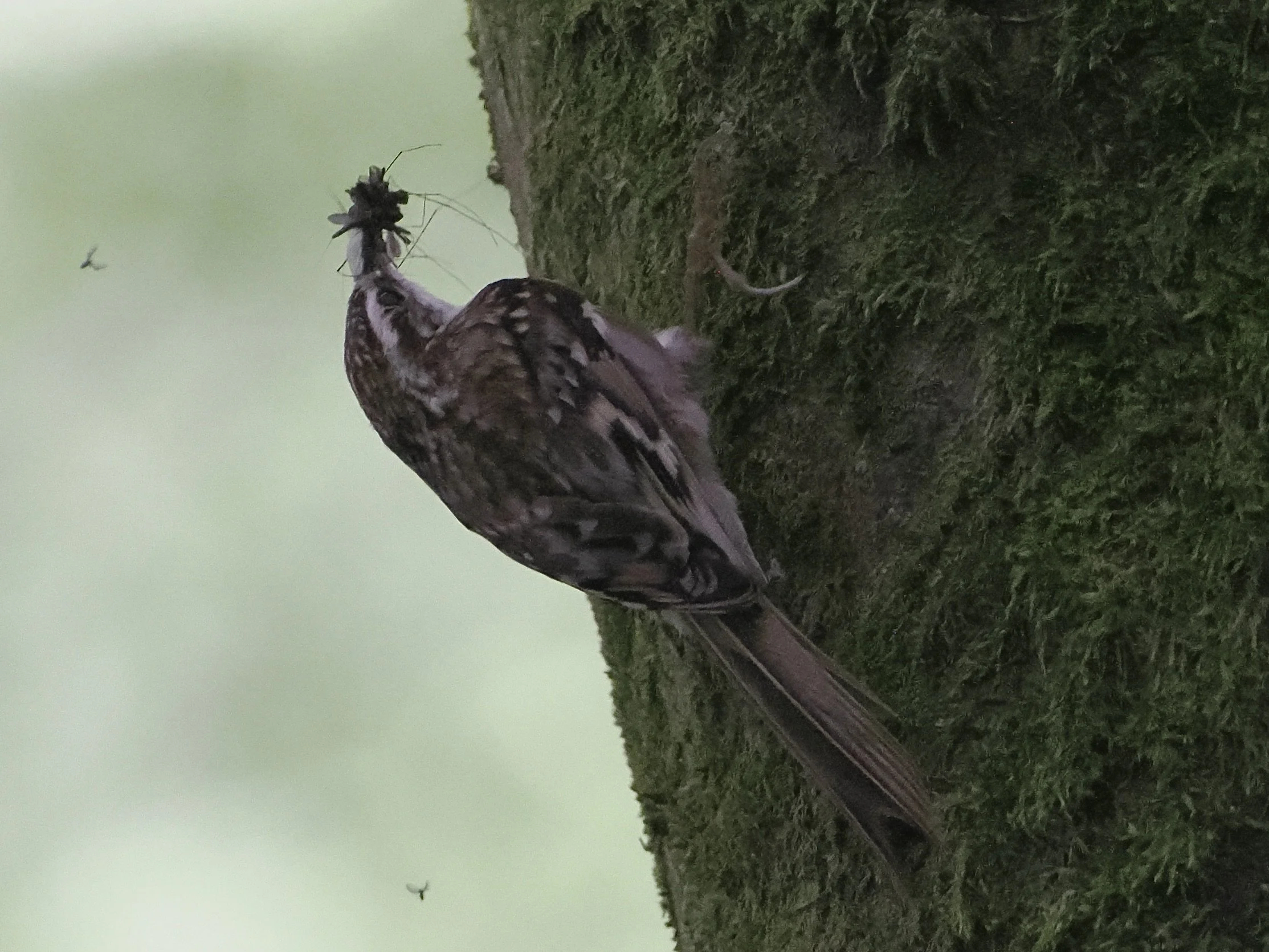 treecreeper clear with insects in beak.jpeg