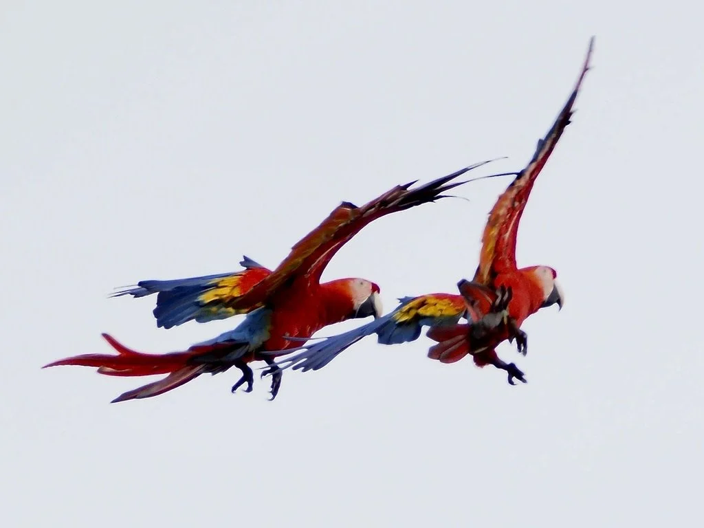 I hadn't seen a Scarlet Macaw.  We spotted these whilst heading back to the airport.