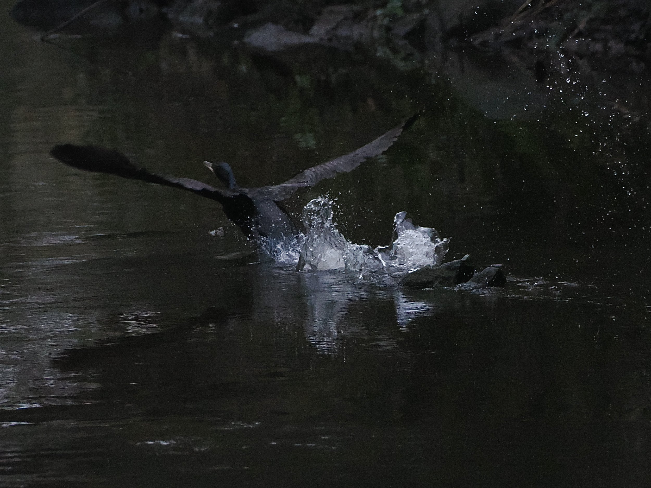 Cormorant taking off from above the waterfall by Torrs Hydro Archimedes Screw