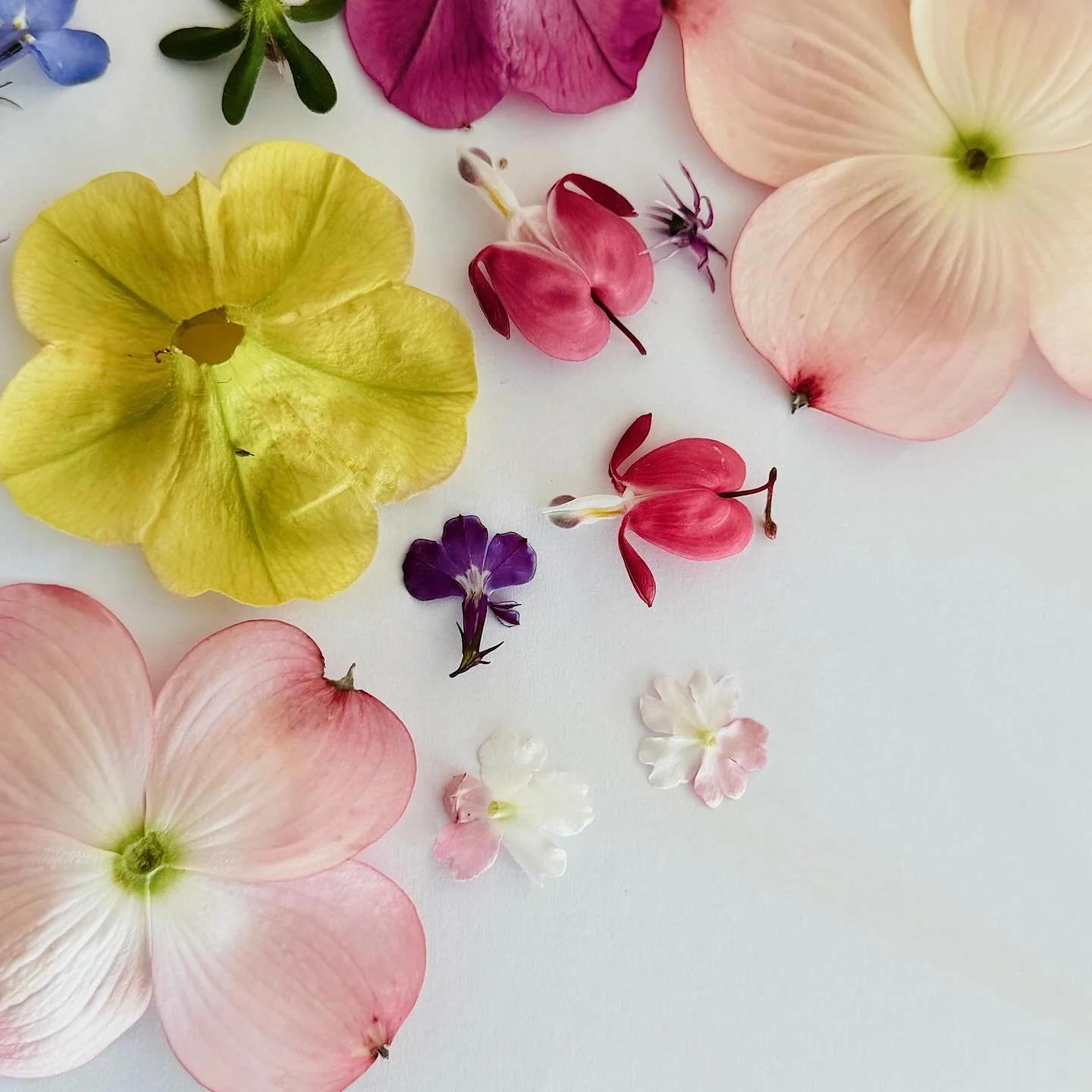 Flower pressing season has begun 🌸