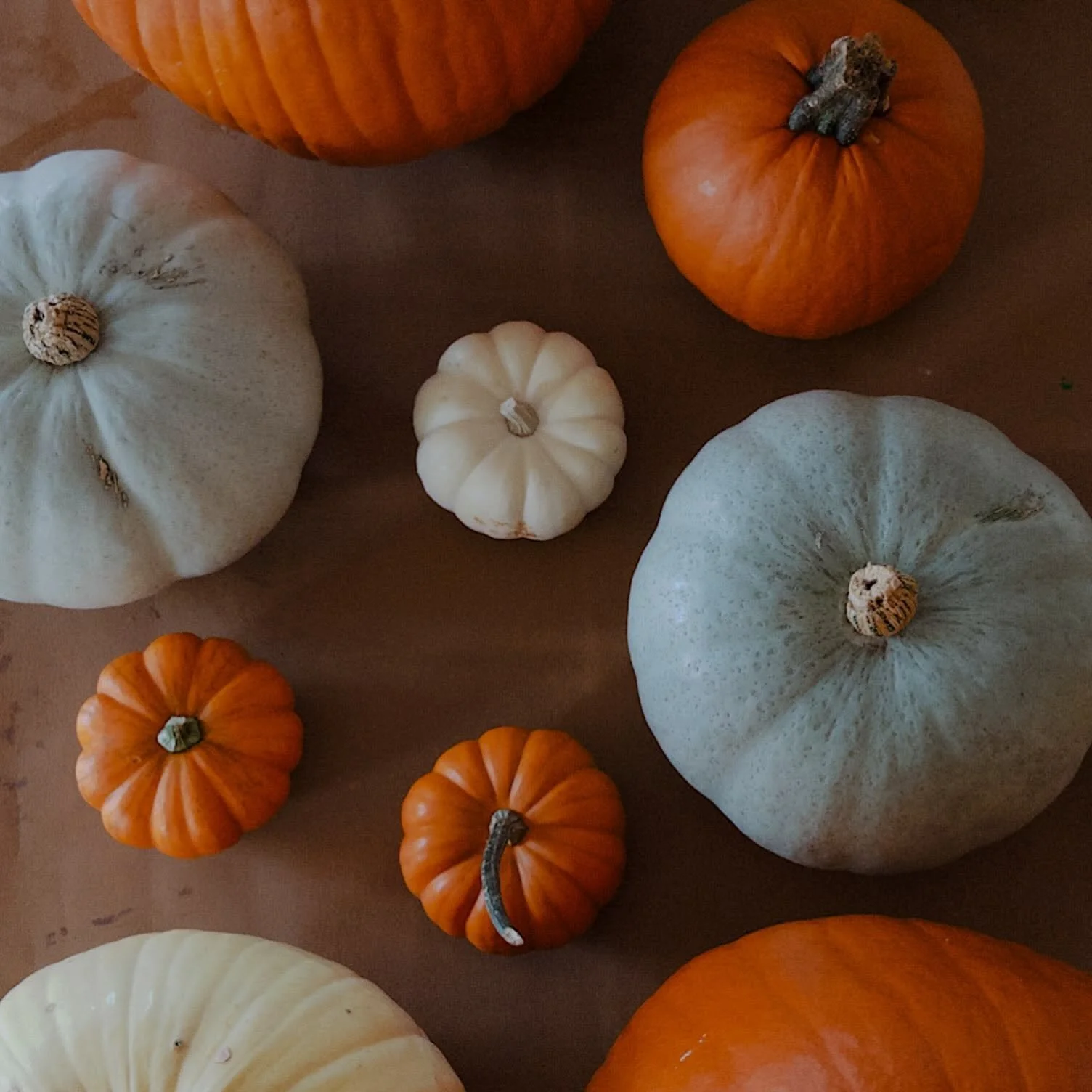 We rescheduled our annual family pumpkin decorating workshop to tuesday the 27th and we hope you will join us! This is our 8th annual season hosting this experience.