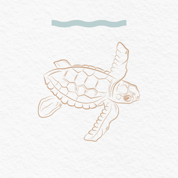 A line drawing of a turtle swimming underwater with a wavy line representing the surface of the water above it.