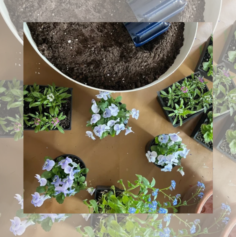 seedlings & signs | march 8th