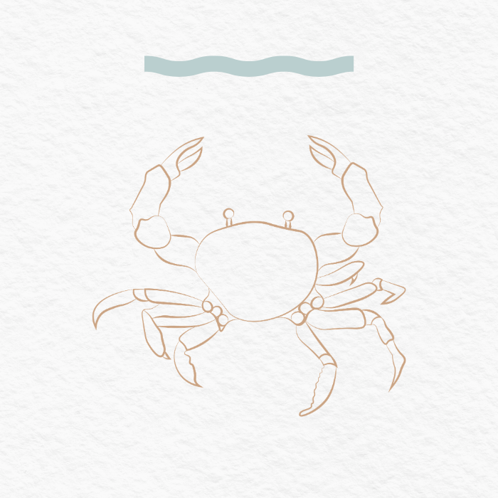 Line drawing of a crab swimming in water.