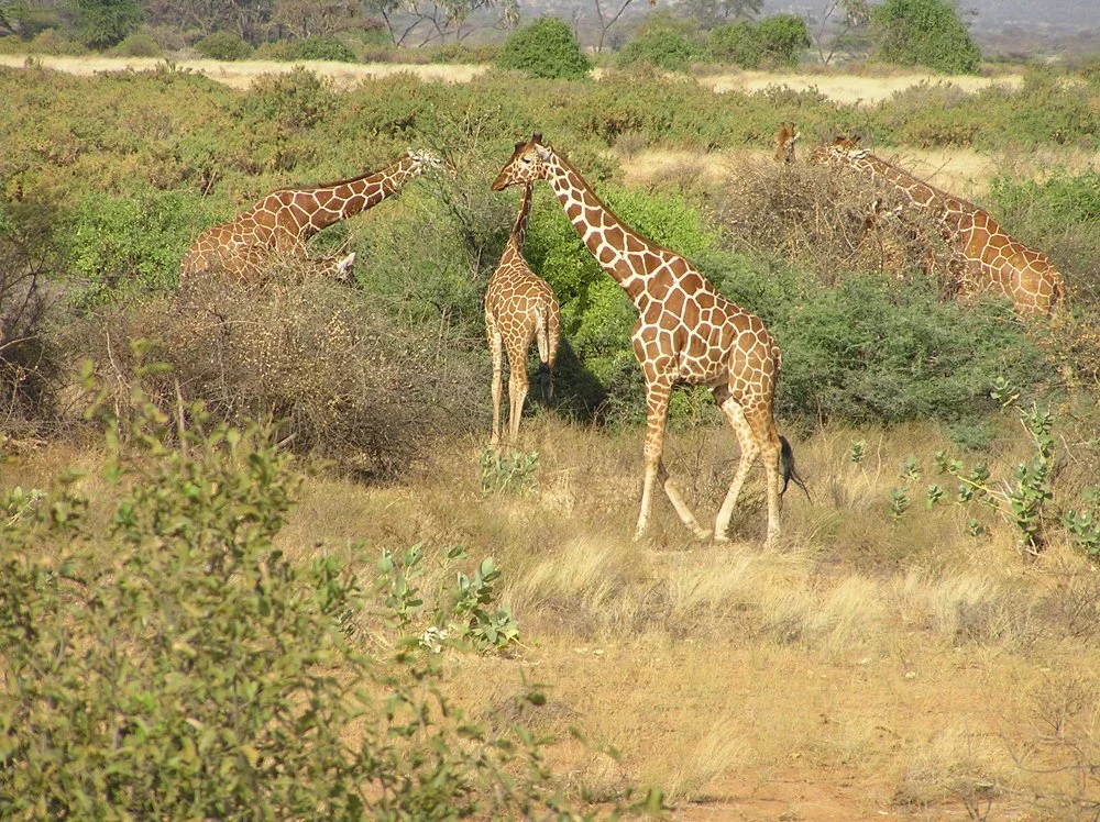 African safari excursion with Avalon Waterways featuring giraffes in their natural savanna habitat