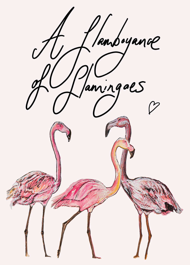 'A flamboyance of flamingoes' greetings card