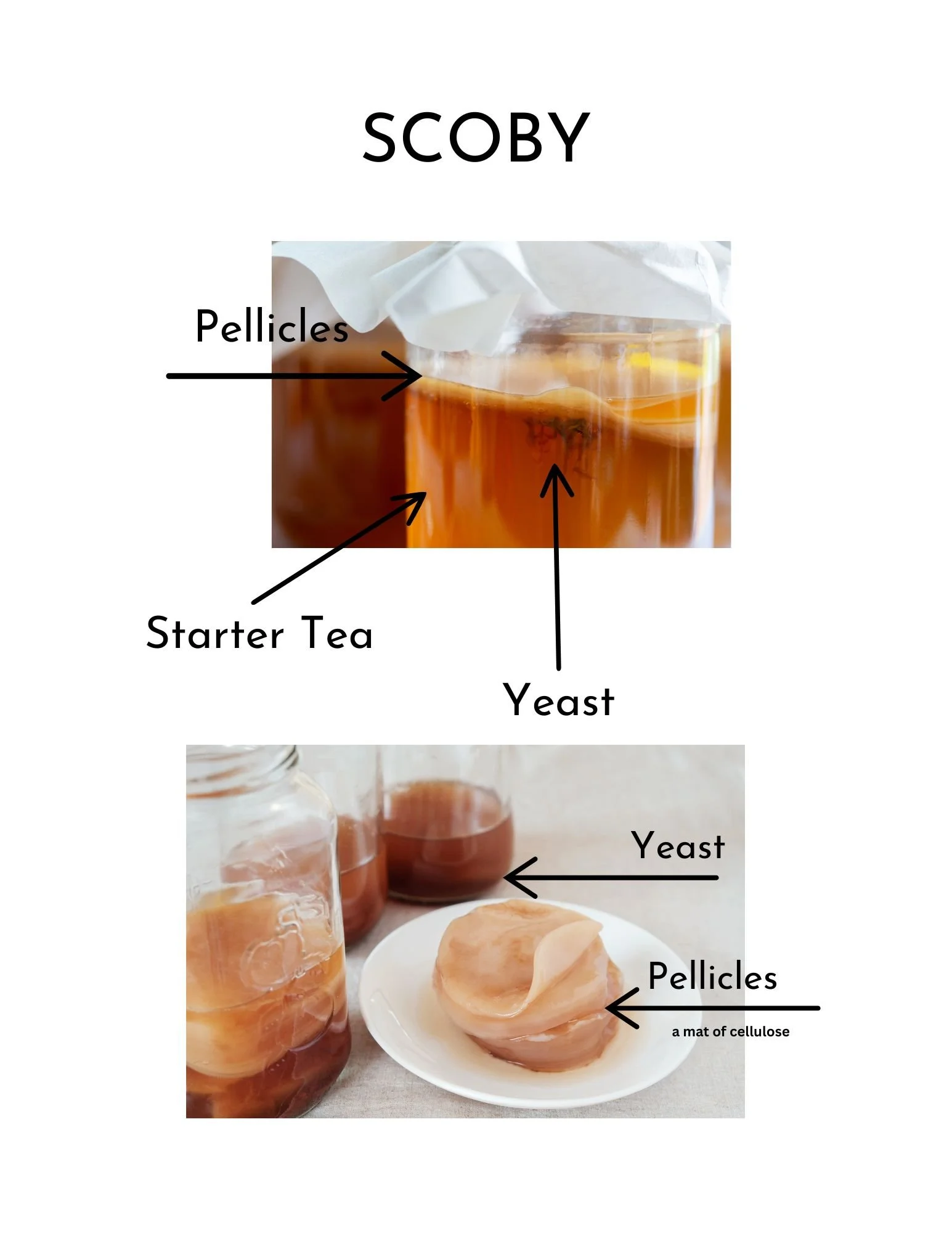 Scabby Kombucha Diagram.jpg