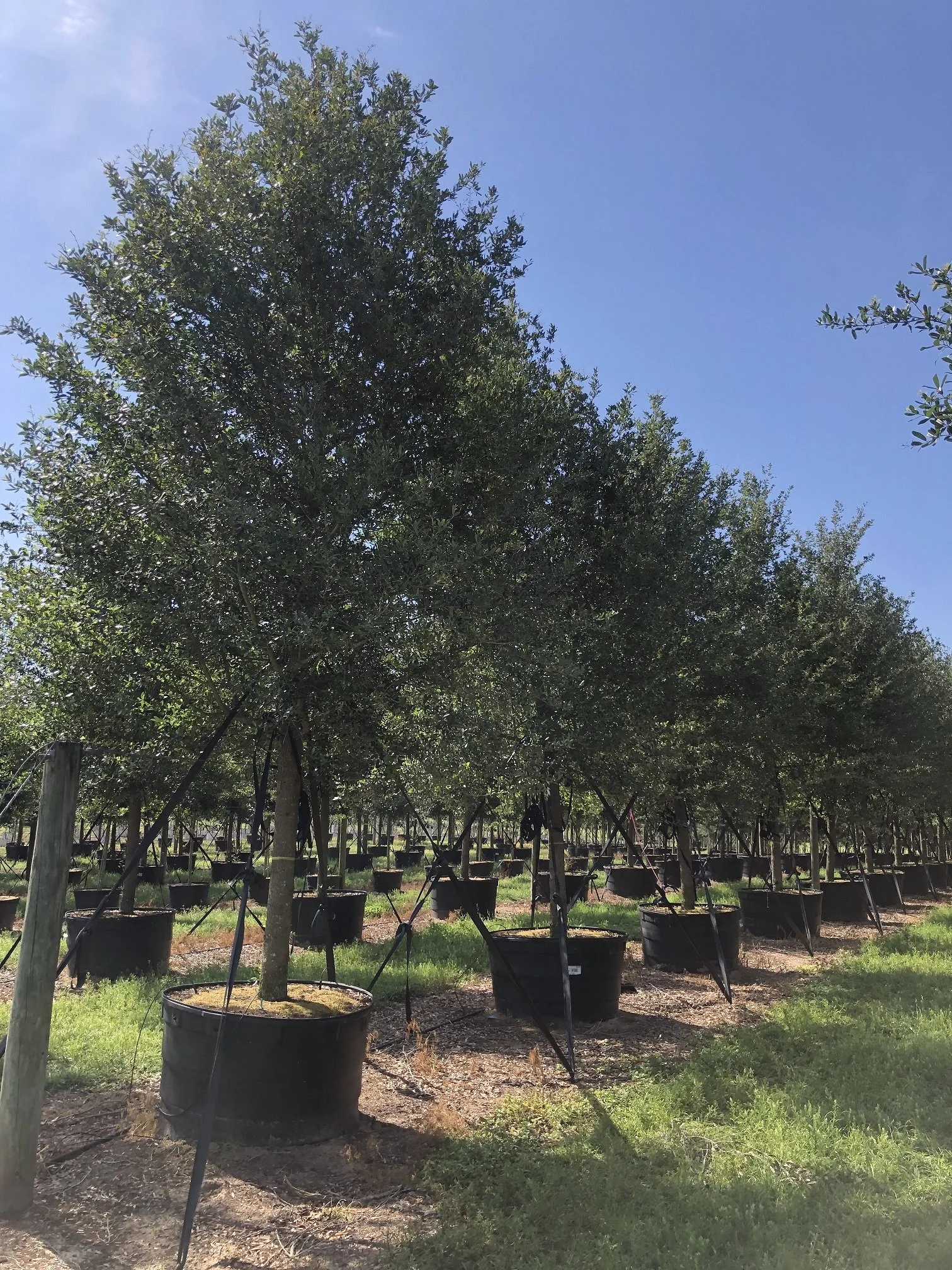 Image Gallery — Sharp Tree Farm & Nursery LLC