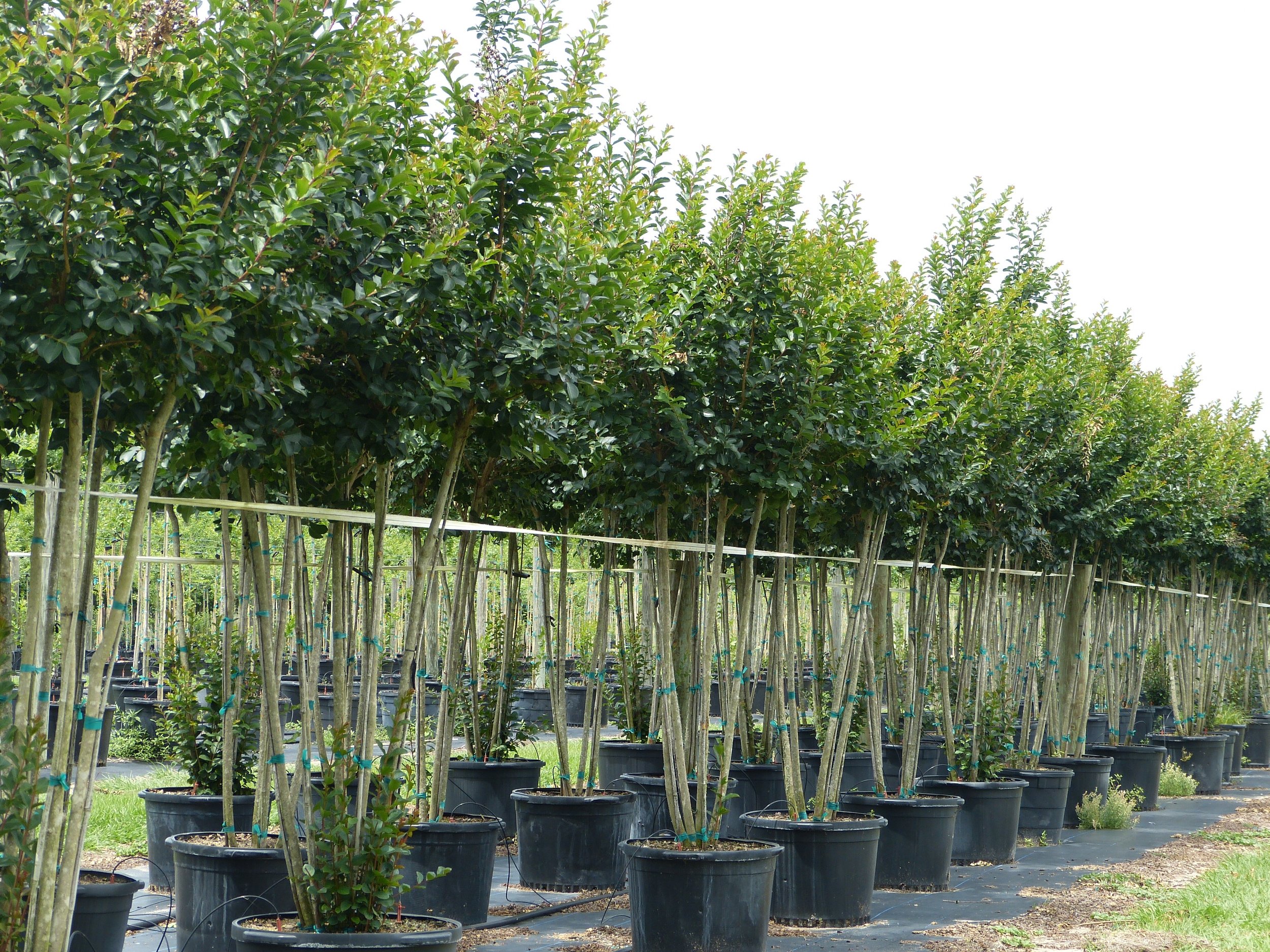 Image Gallery — Sharp Tree Farm & Nursery LLC