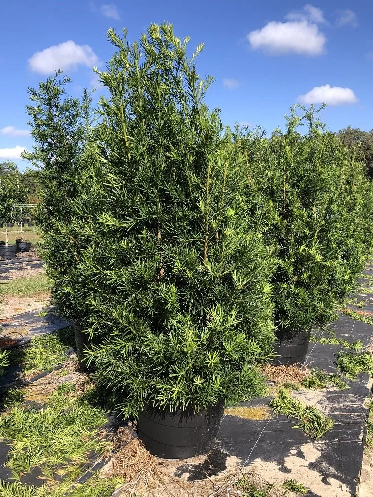 Image Gallery — Sharp Tree Farm & Nursery LLC