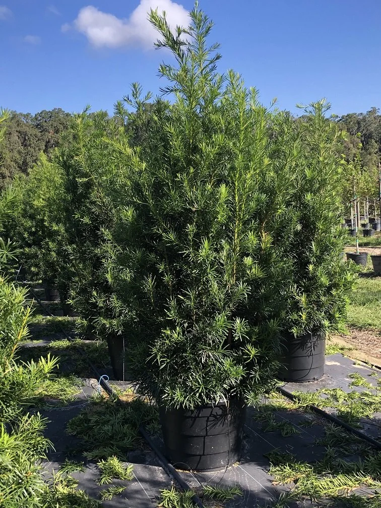 Image Gallery — Sharp Tree Farm & Nursery LLC