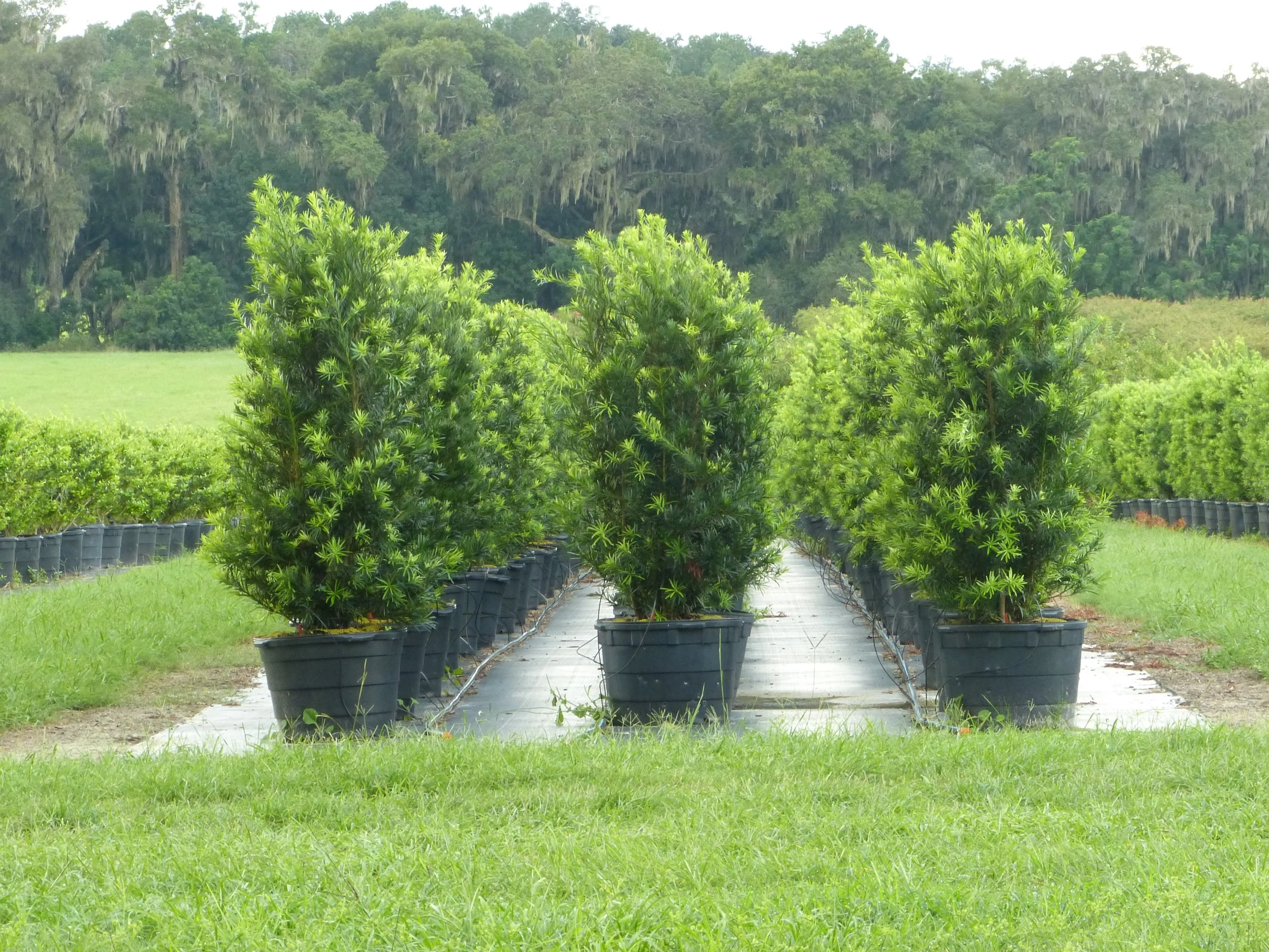 Image Gallery — Sharp Tree Farm & Nursery LLC