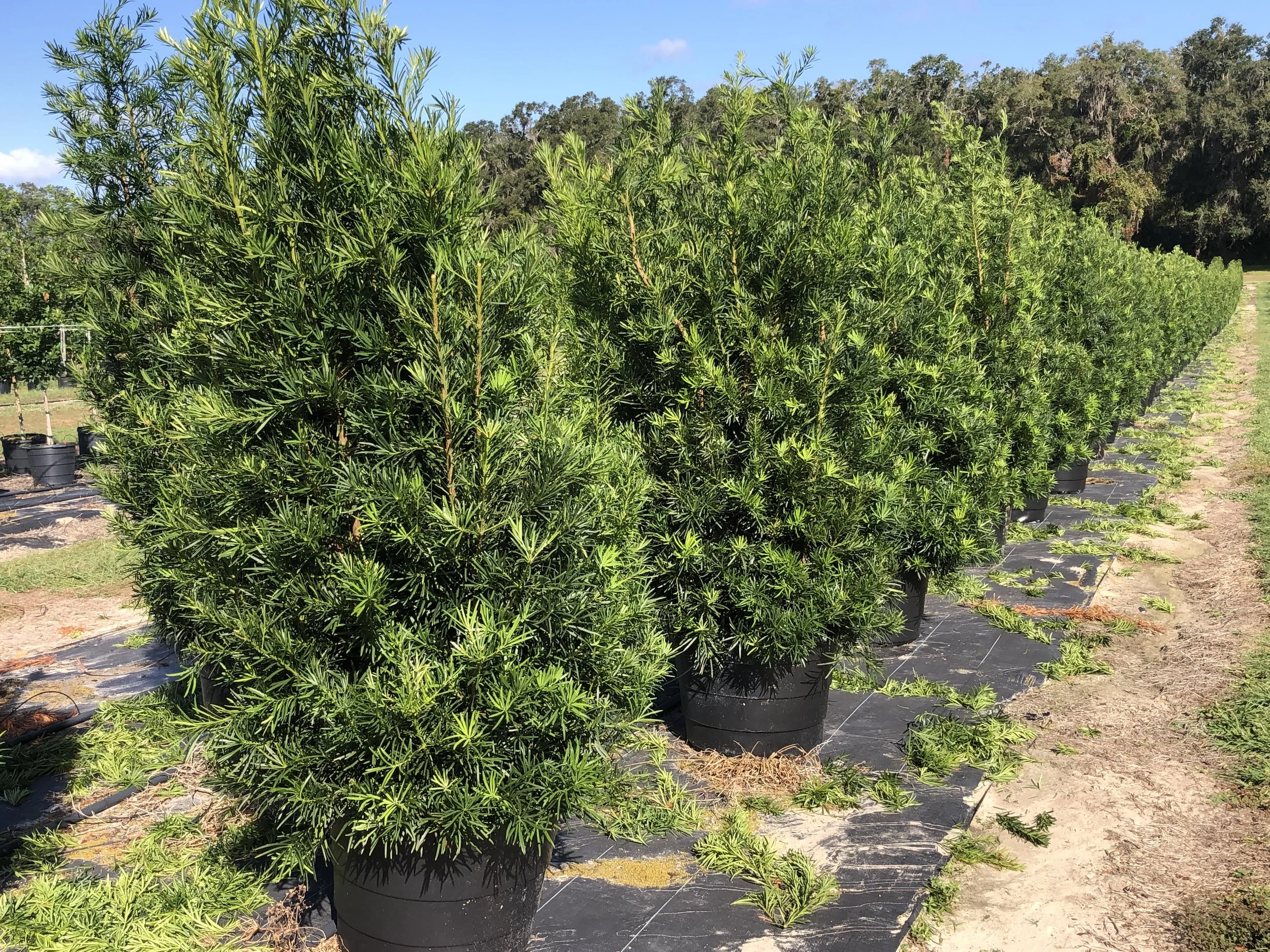 Image Gallery — Sharp Tree Farm & Nursery LLC