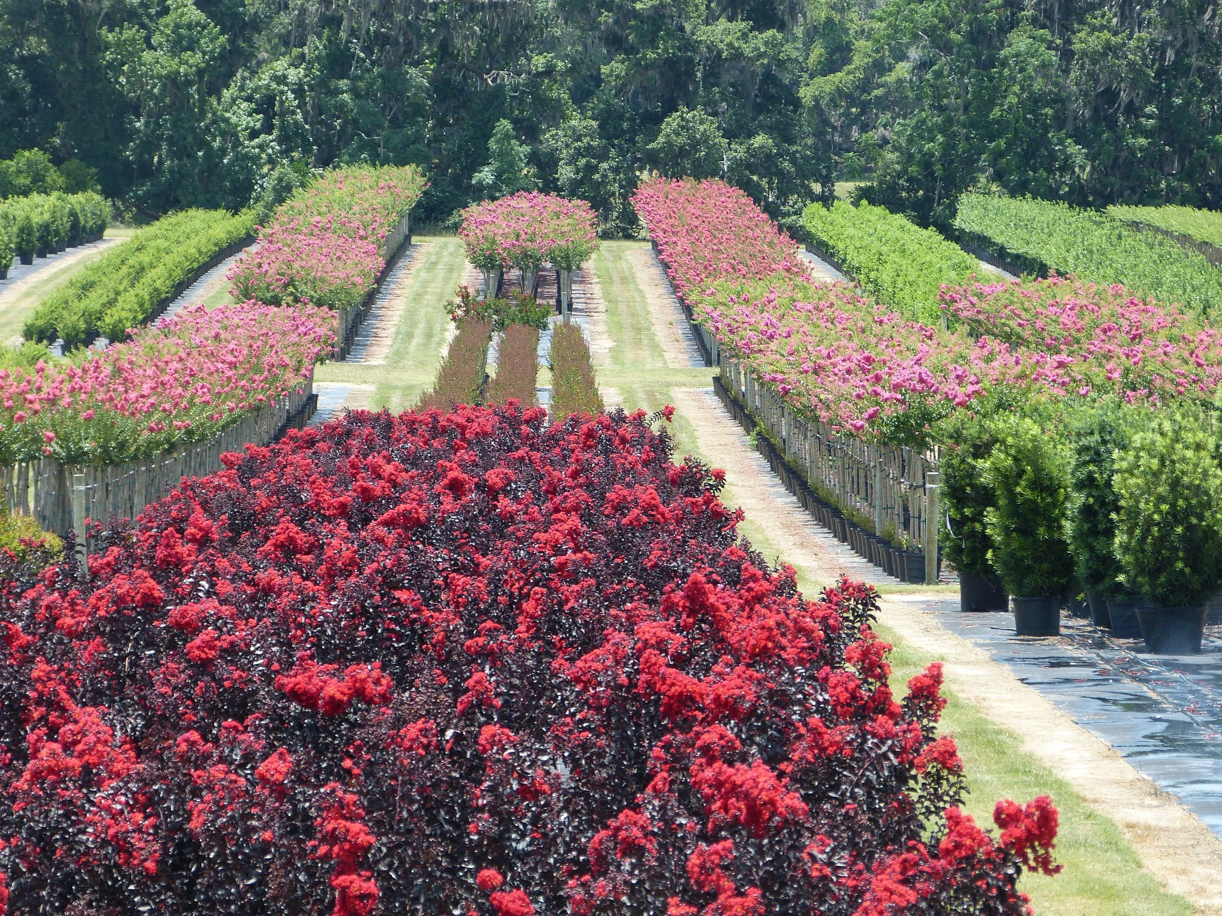 Image Gallery — Sharp Tree Farm & Nursery LLC