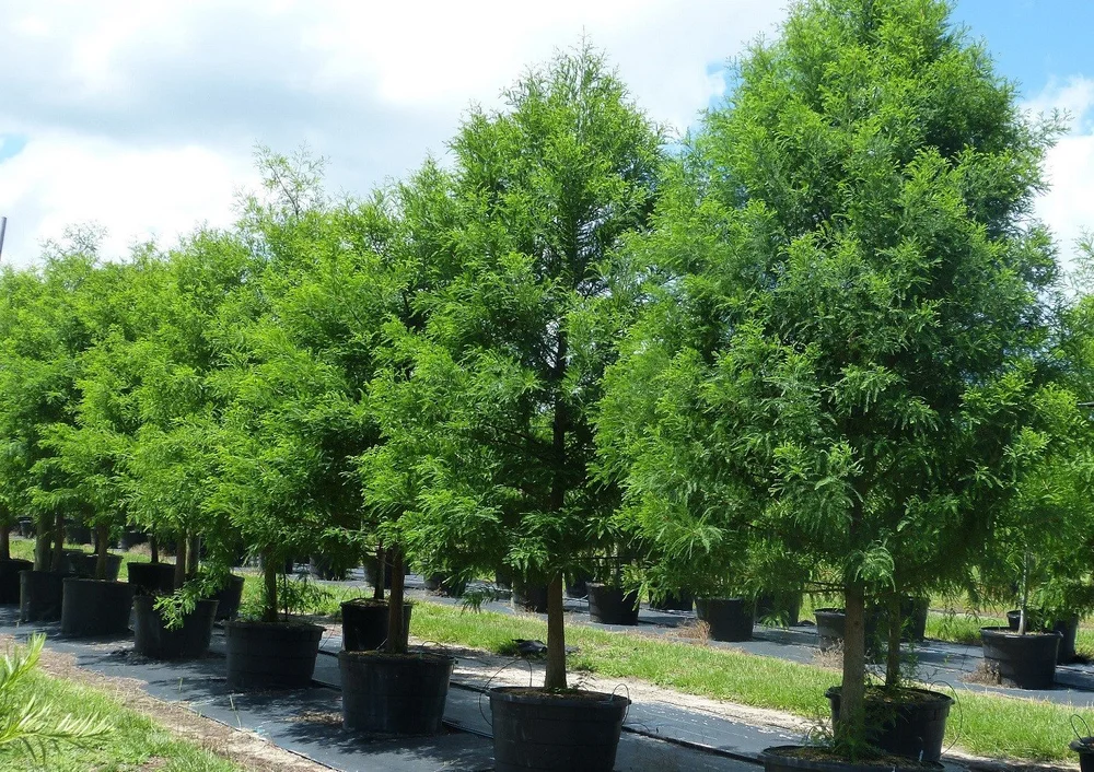 Contact — Sharp Tree Farm & Nursery LLC
