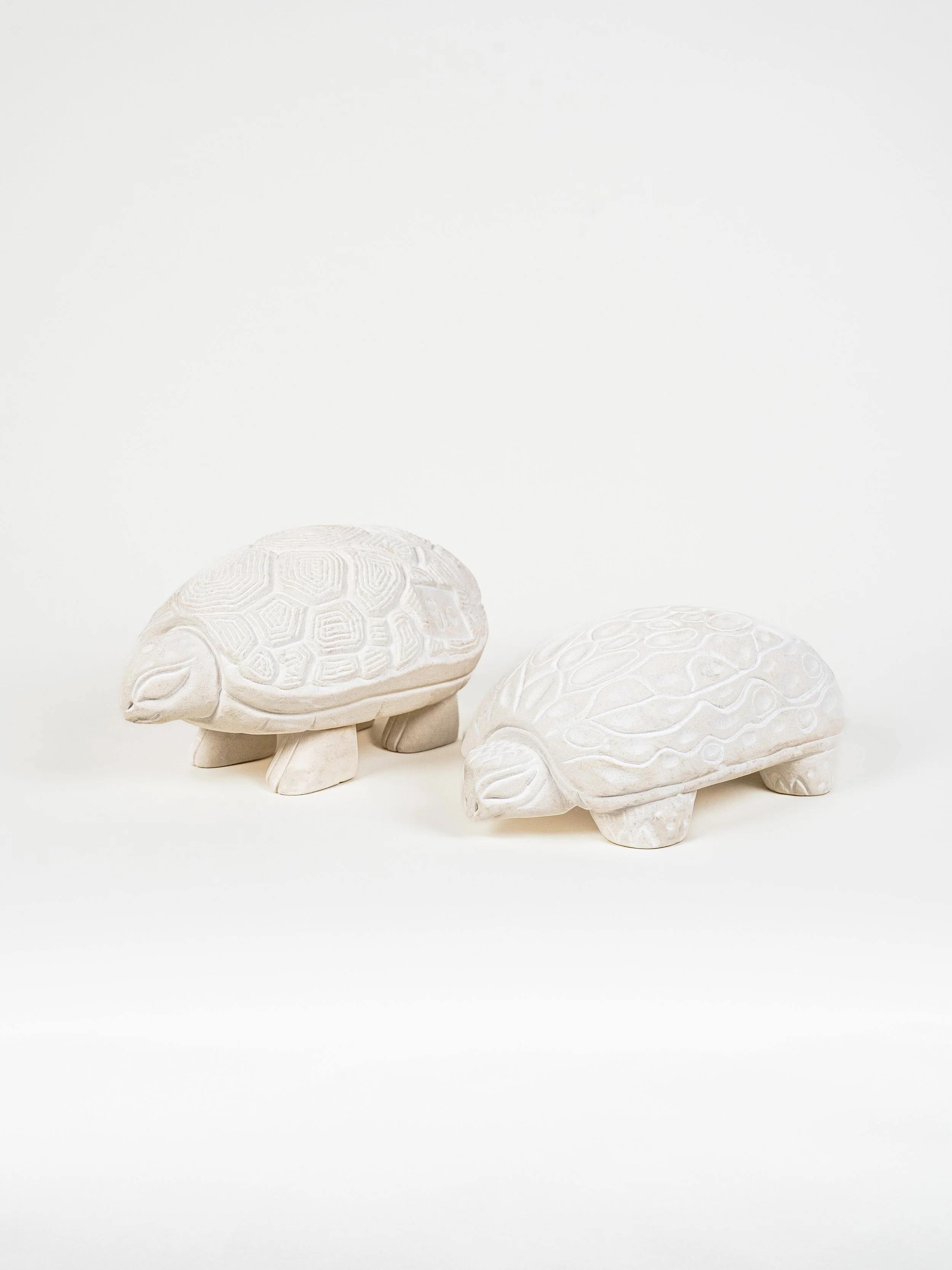tortues par guillaume campredon