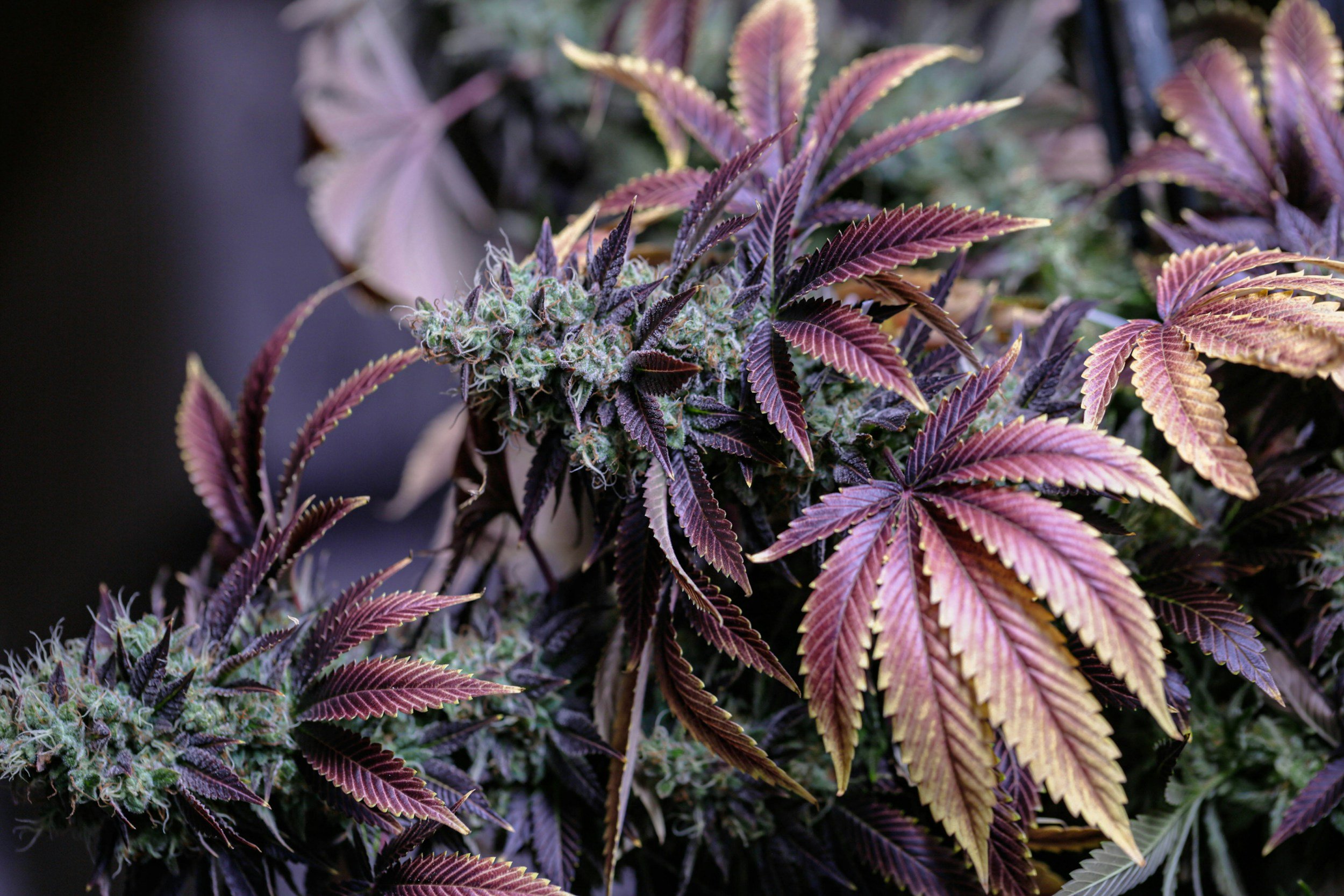 Close-up of a cannabis plant with purple and green leaves and flowering buds.