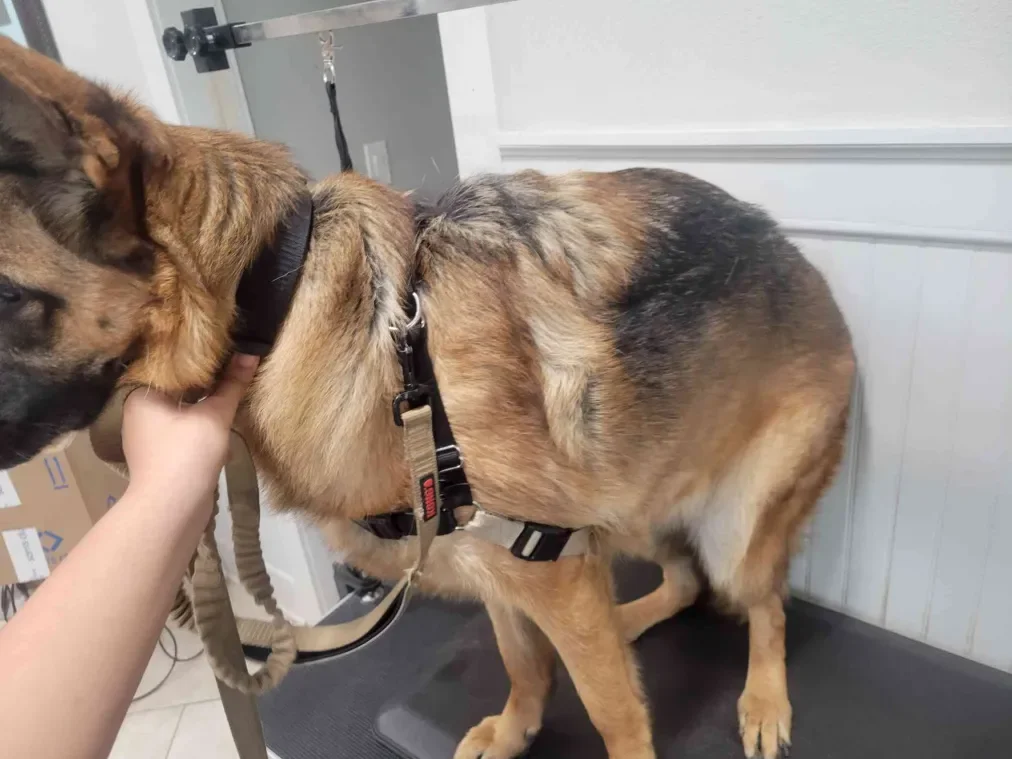 Medium Dogs Basic Service