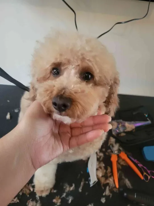 charley groom 1.webp