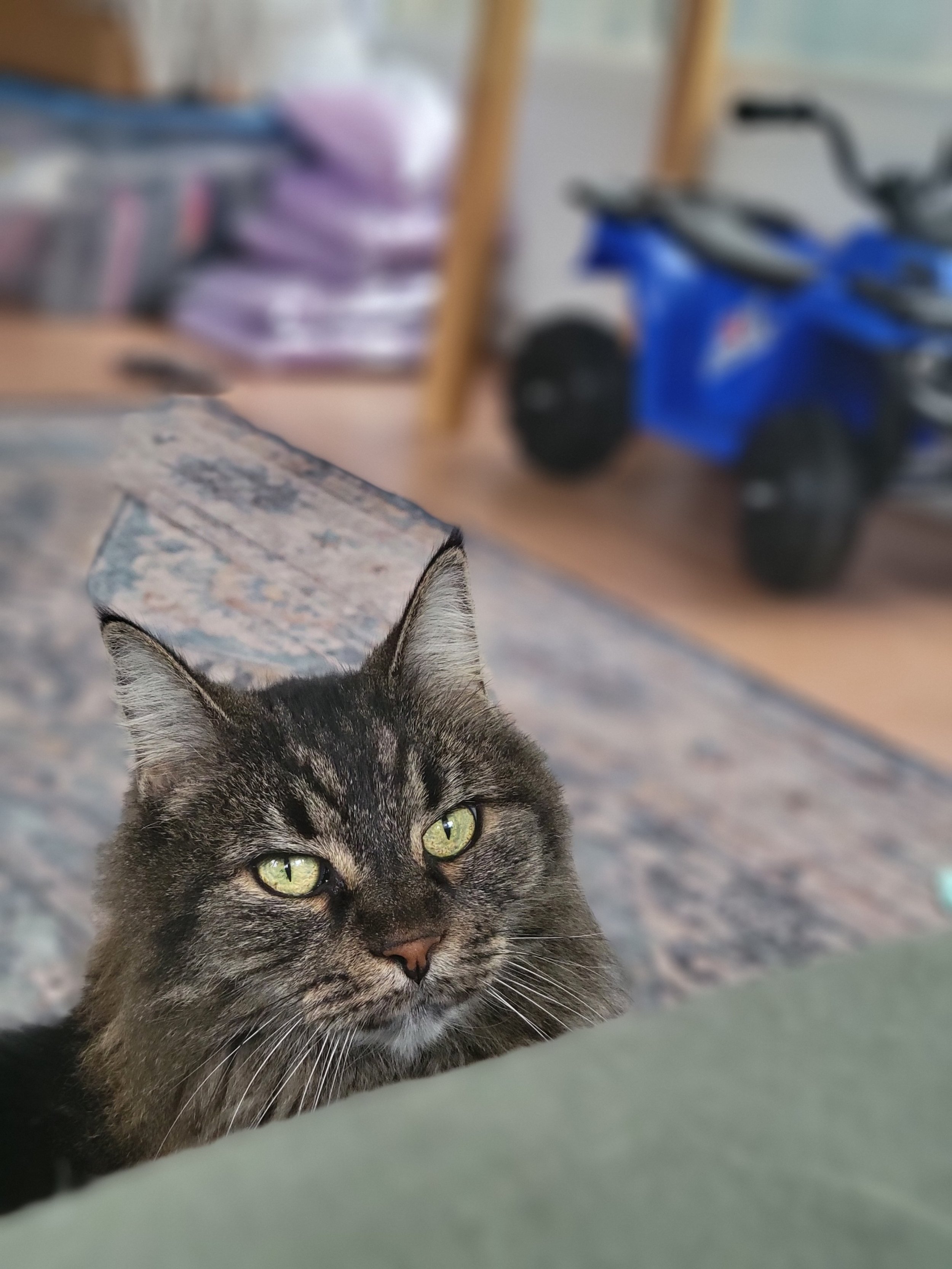 Close-up of a tabby cat with green eyes looking at the camera, blurred background showing shelves with stacks of paper or boxes and a blue toy car.