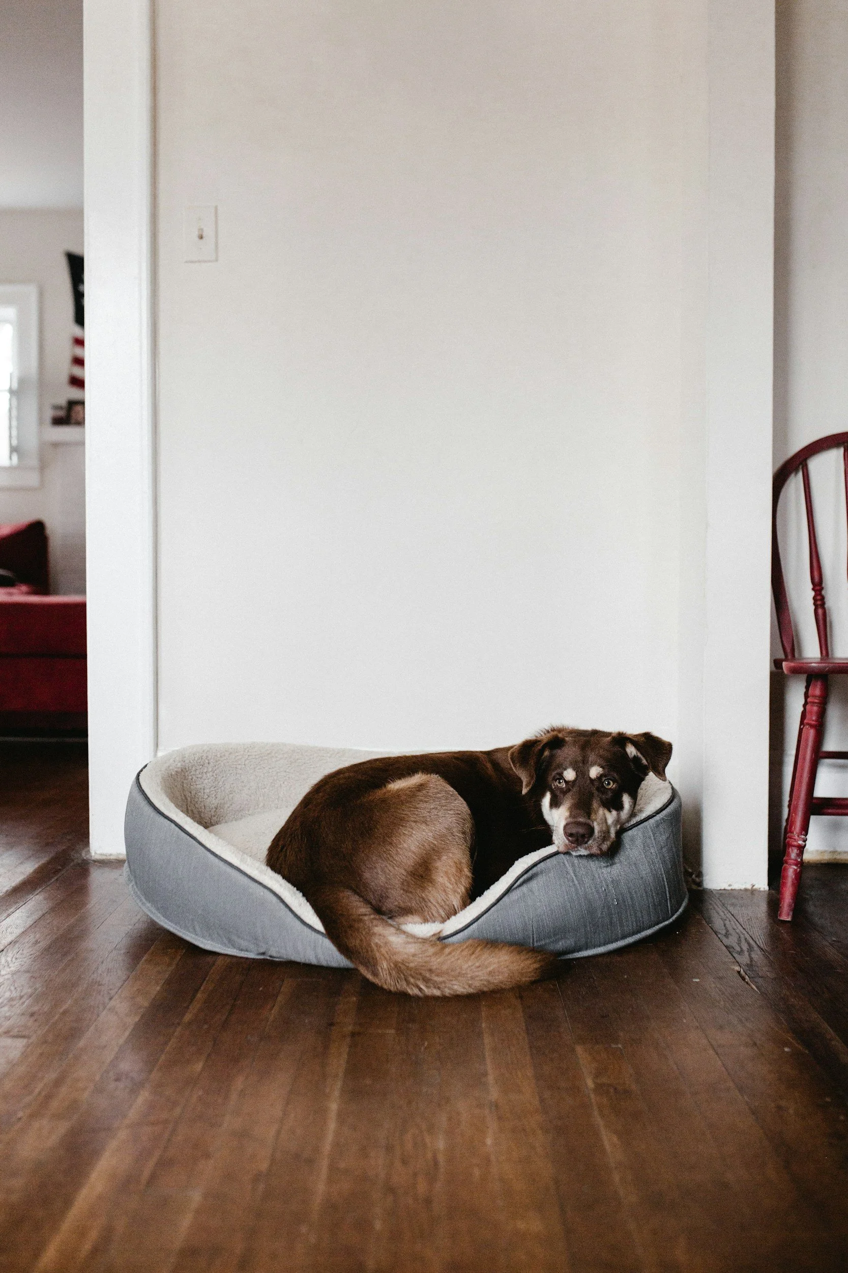A brown dog with white markings lying in a gray pet bed on a wooden floor, looking at the camera.