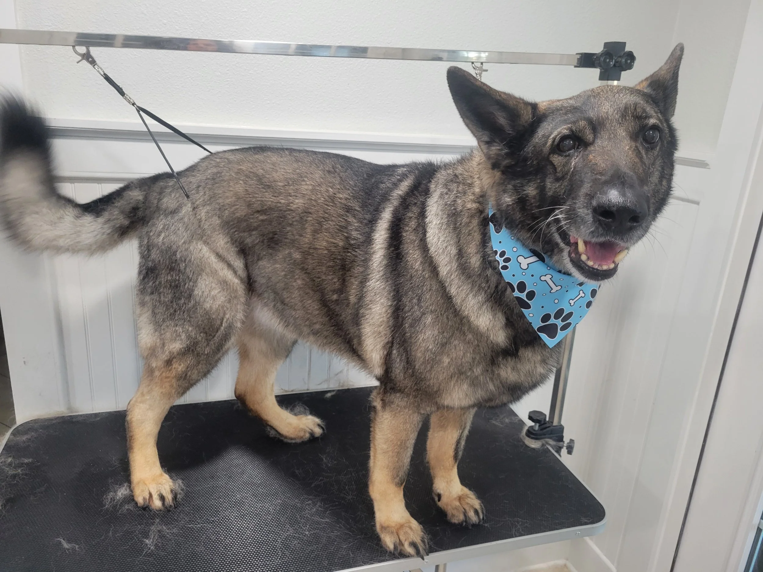 A happy dog with a blue bandana featuring paw prints and bones, standing on a grooming table, inside a grooming salon.