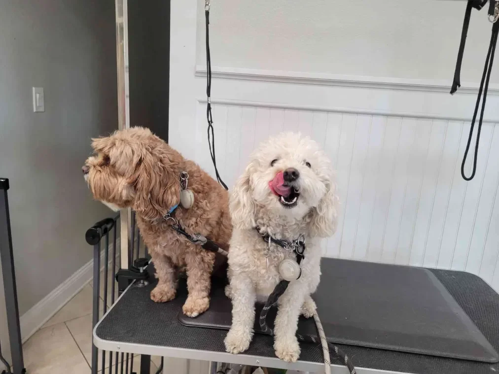Small Dogs Advanced Service