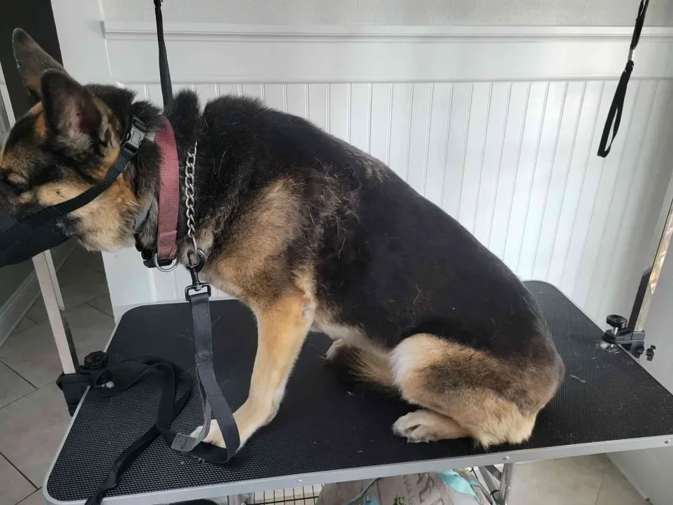 Medium Dogs Advanced Service