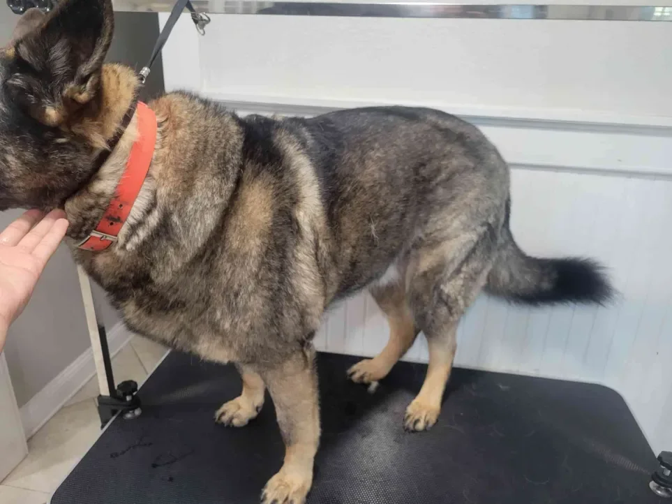 Large Dogs Advanced Service