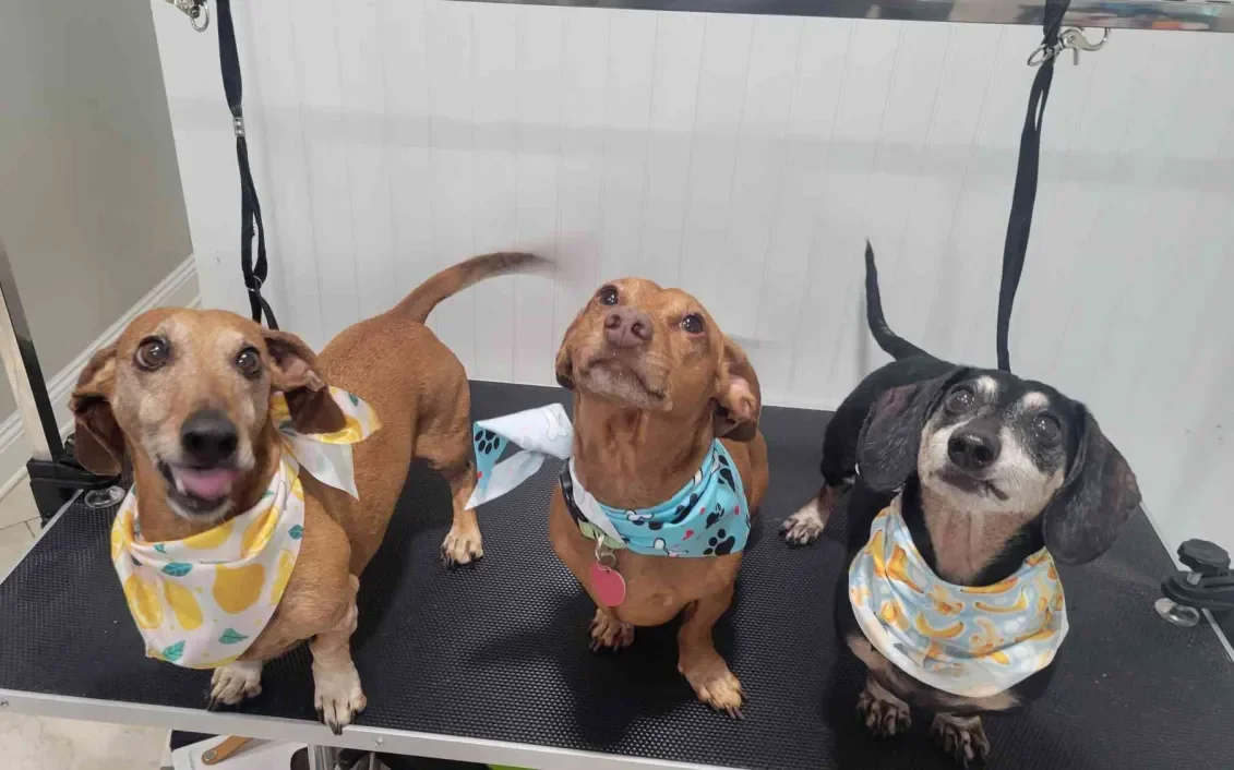 Small Dogs Basic Service