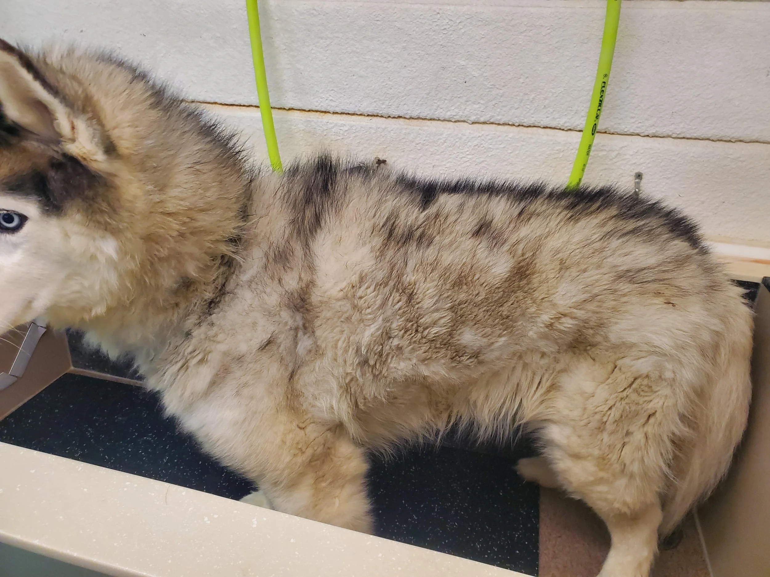 Compacted Coat Deshed