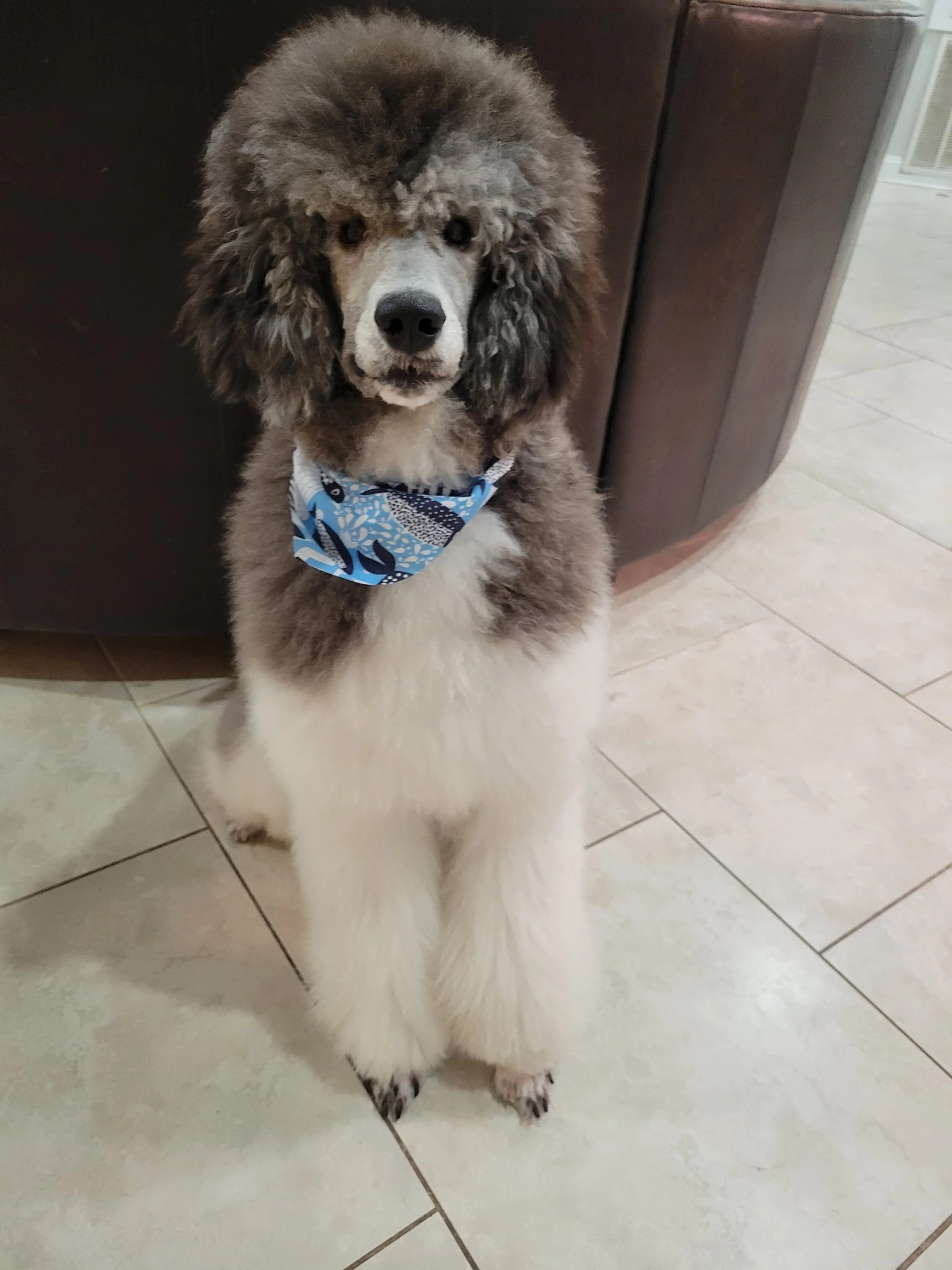 A fluffy poodle puppy with curly fur, gray and white in color, sitting on a tiled floor with a bandana around its neck.