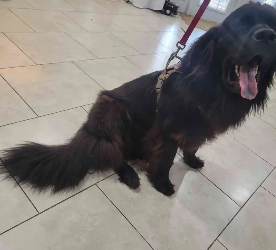 XL Dogs Advanced Service