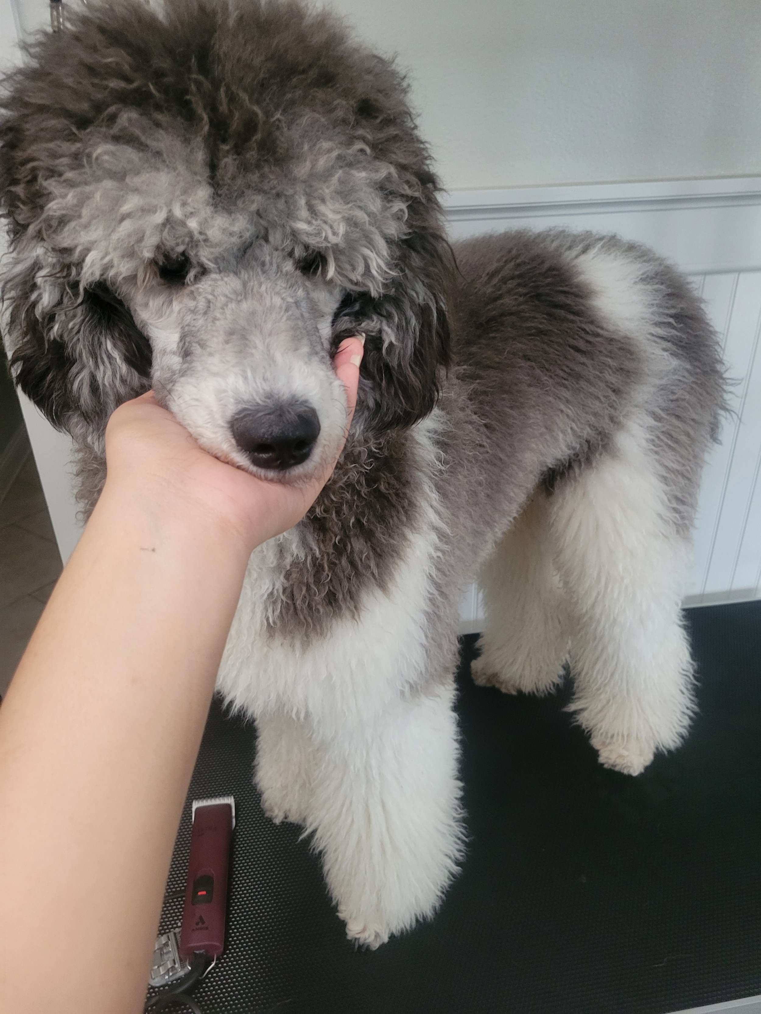 Close-up of a fluffy, gray and white puppy with a person's hand holding its face gently, standing on a grooming table.