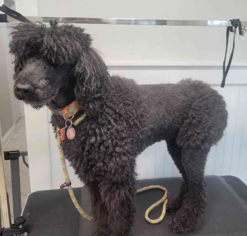 Large Dogs Advanced Service