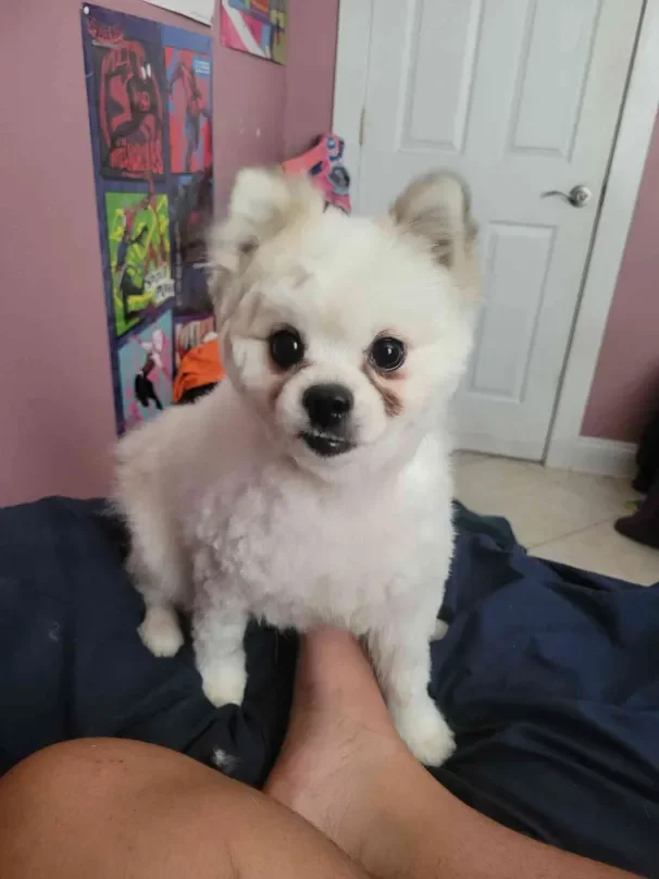 Puppy Grooming & Desensitization